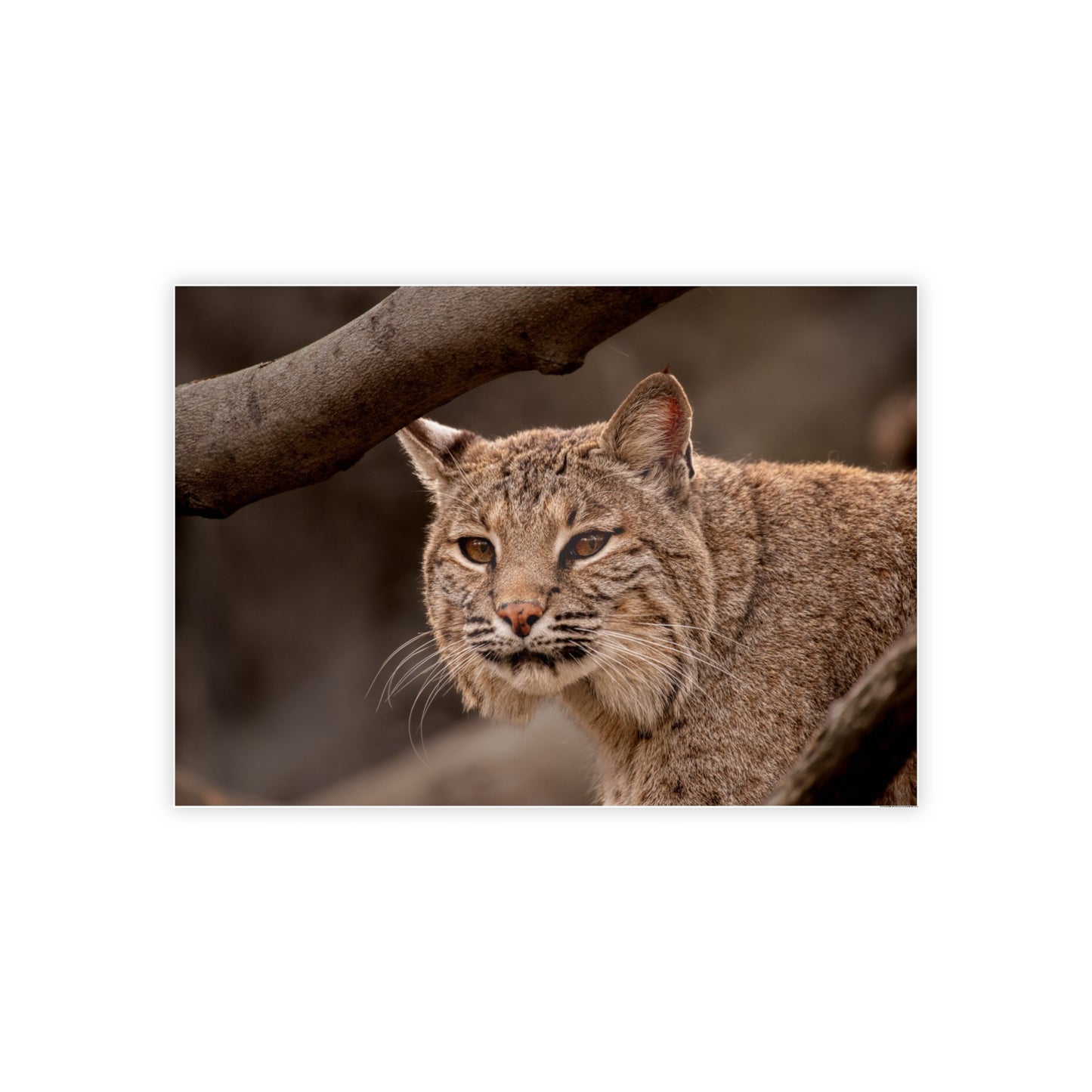 Wildlife Gloss Poster - Majestic Bobcat Wall Art