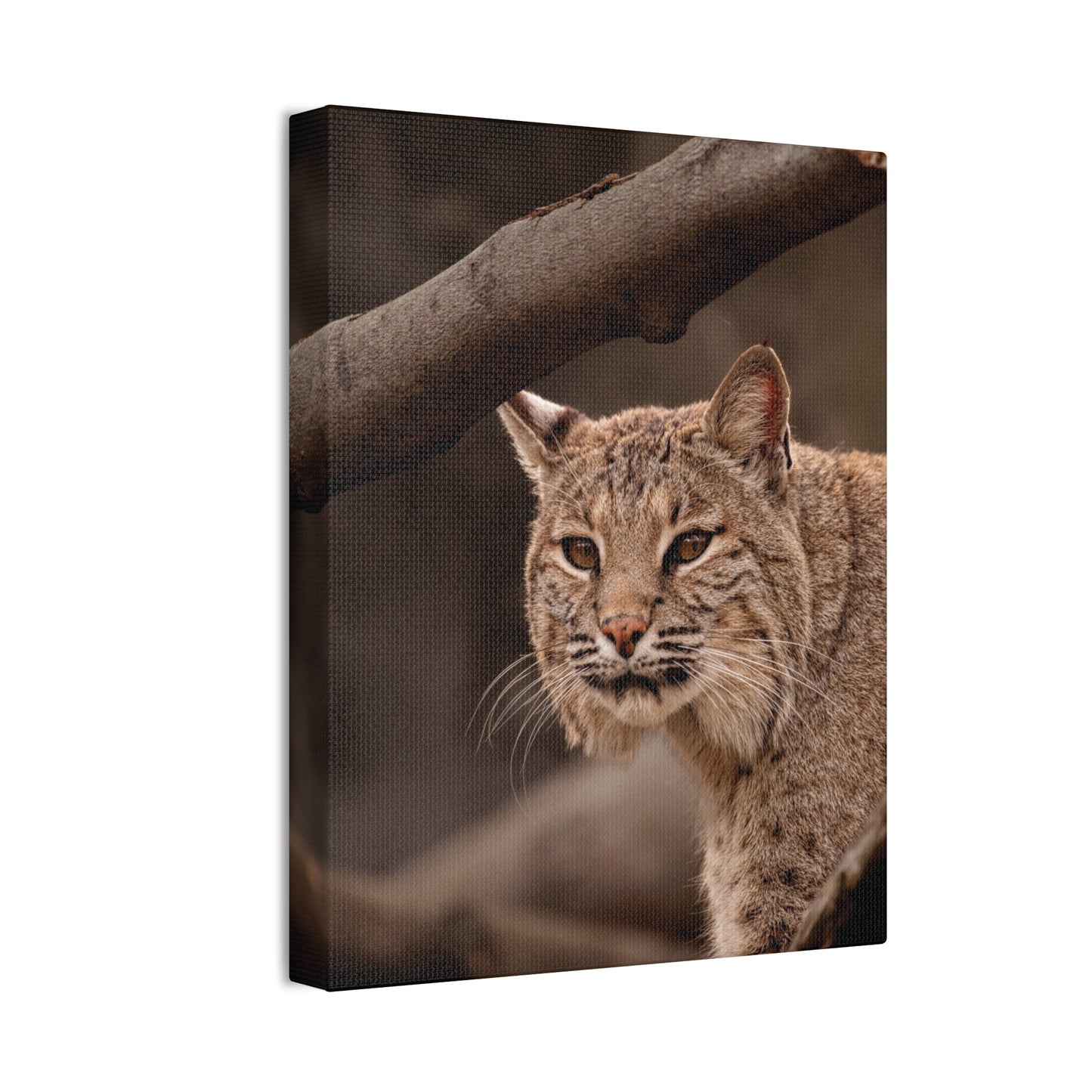 Canvas Art - Bobcat Lynx