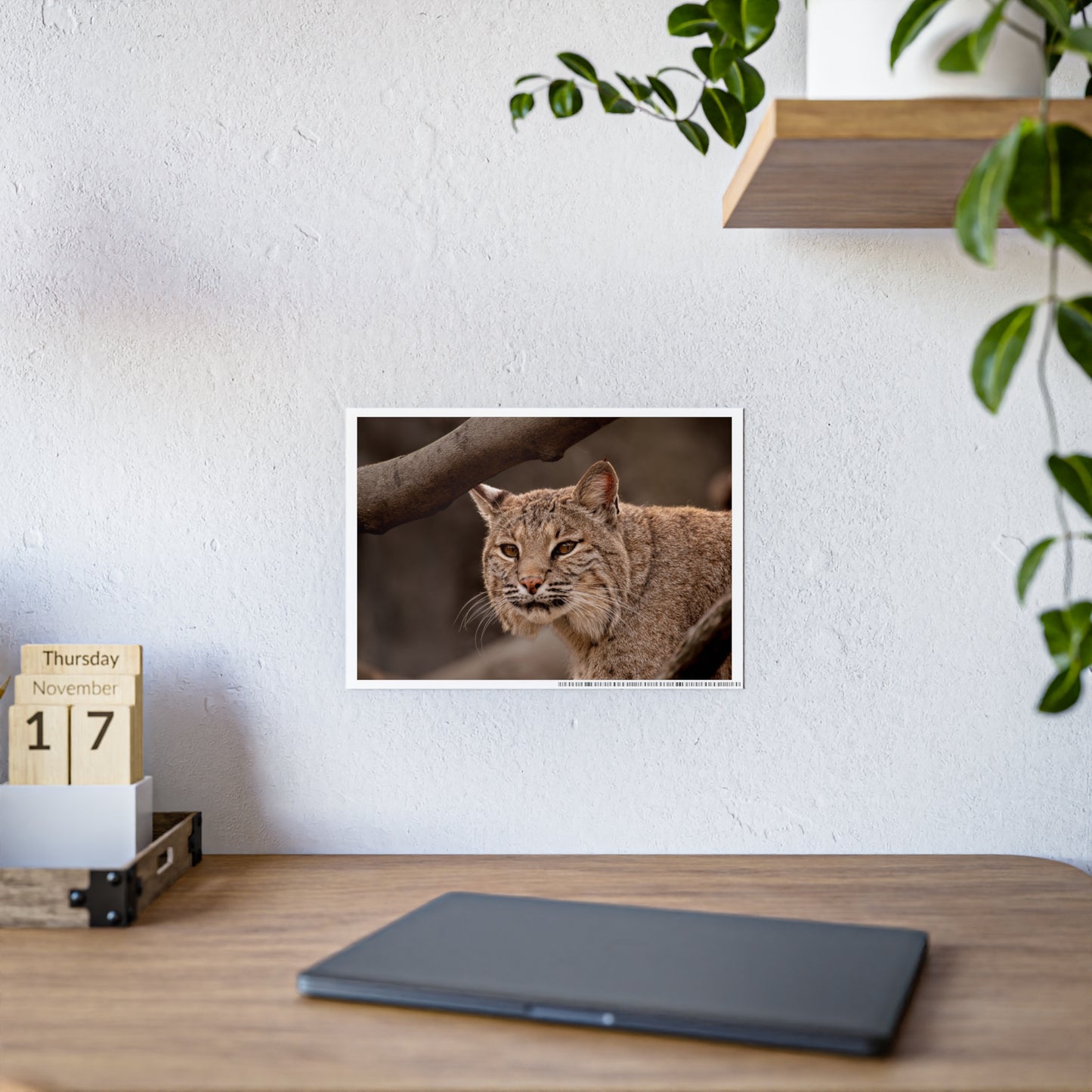 Wildlife Gloss Poster - Majestic Bobcat Wall Art