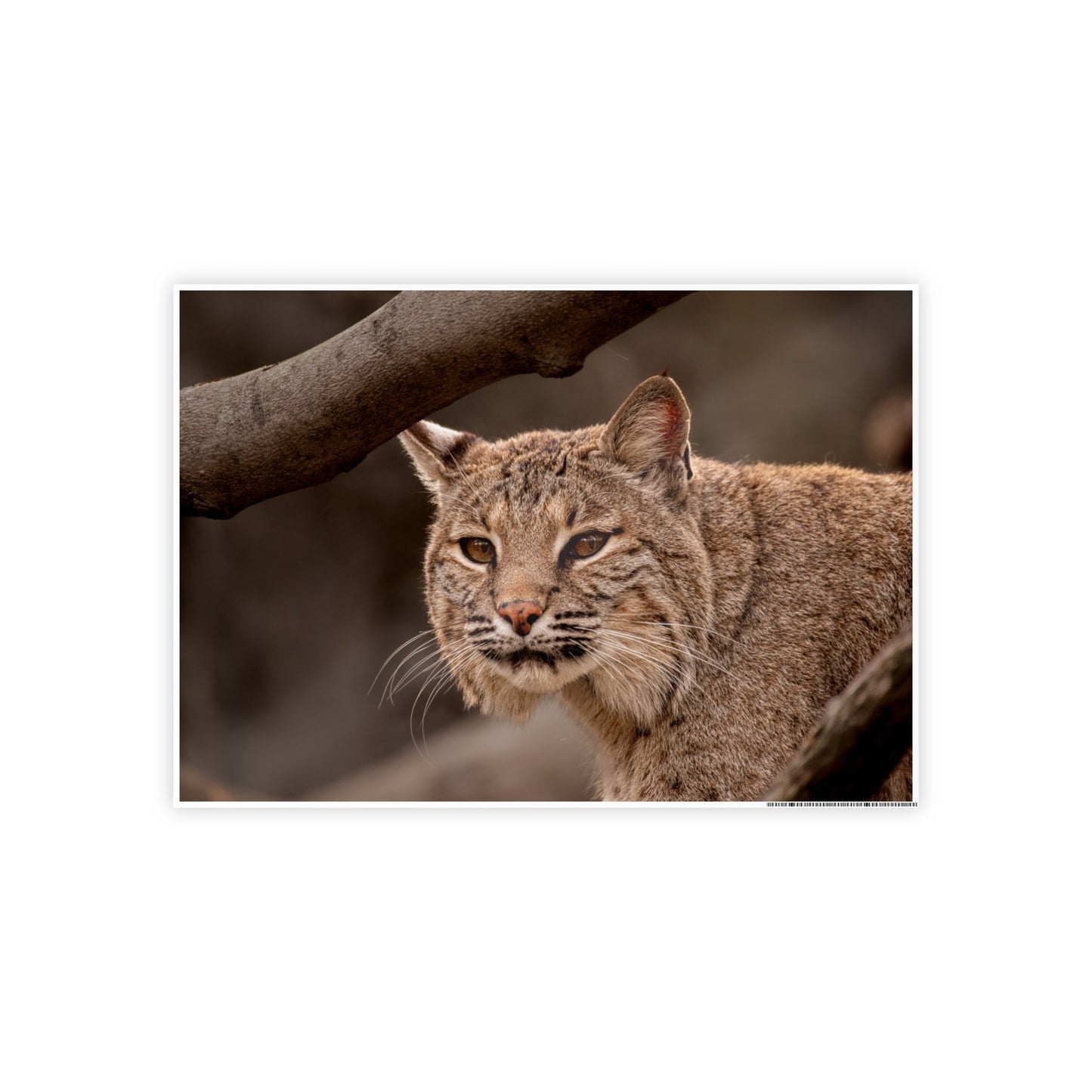 Wildlife Gloss Poster - Majestic Bobcat Wall Art
