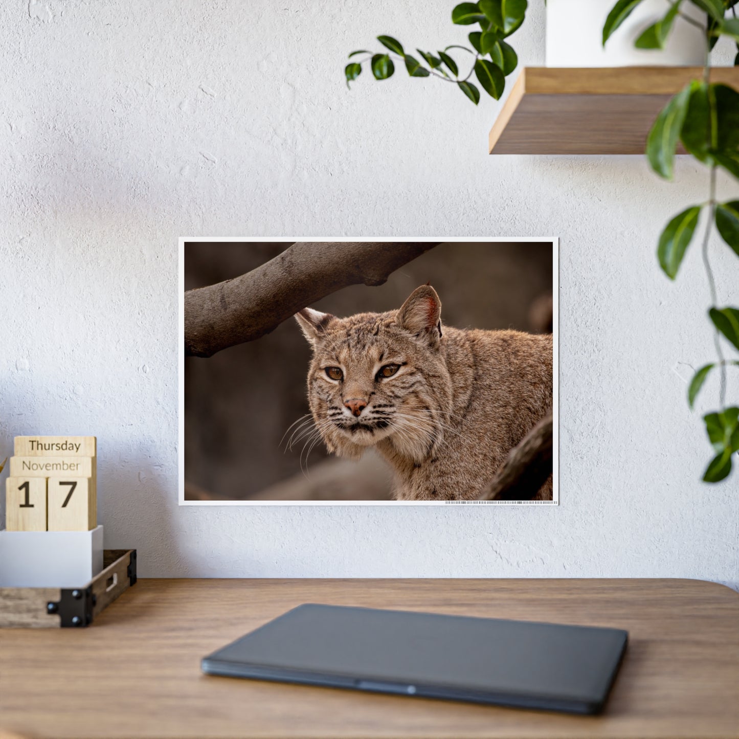 Wildlife Gloss Poster - Majestic Bobcat Wall Art