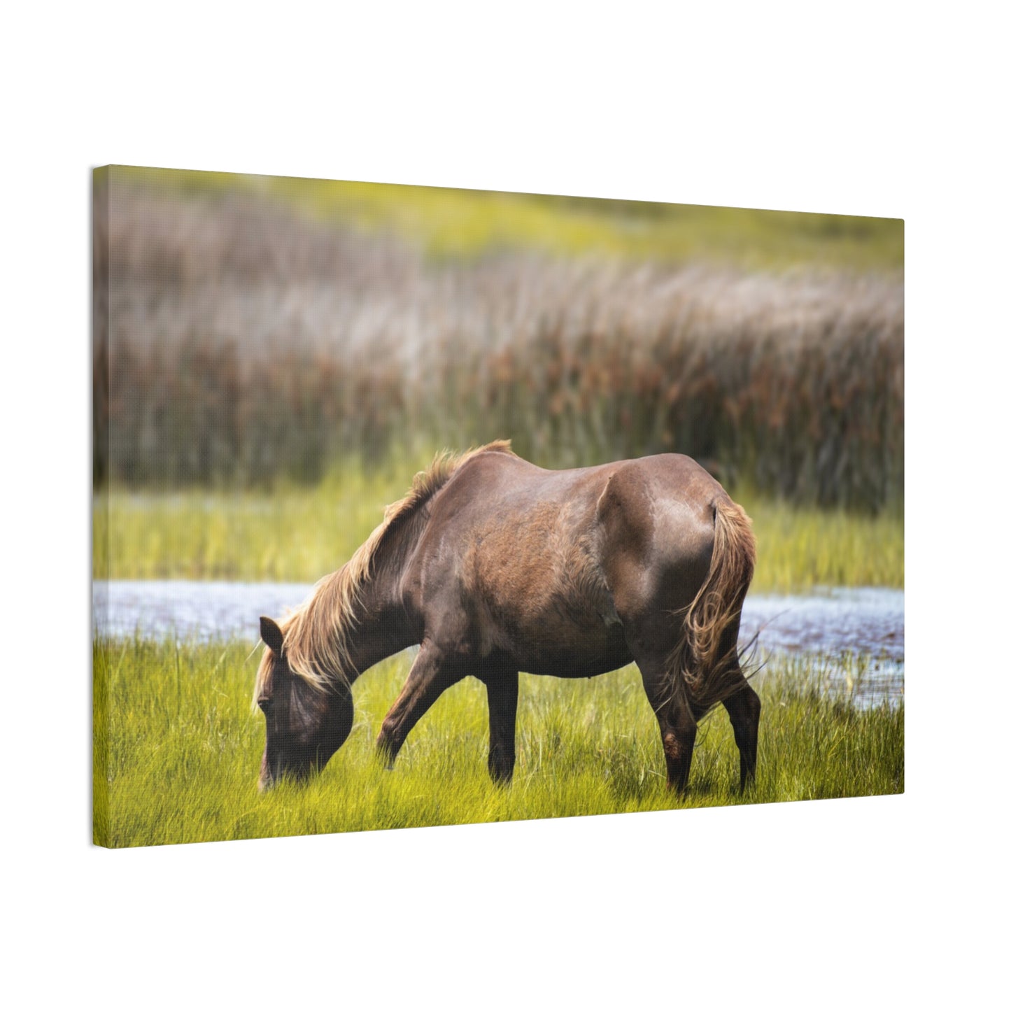 Serene Horse Canvas Art Print - 0.75" Stretched Wall Decor for Nature Lovers