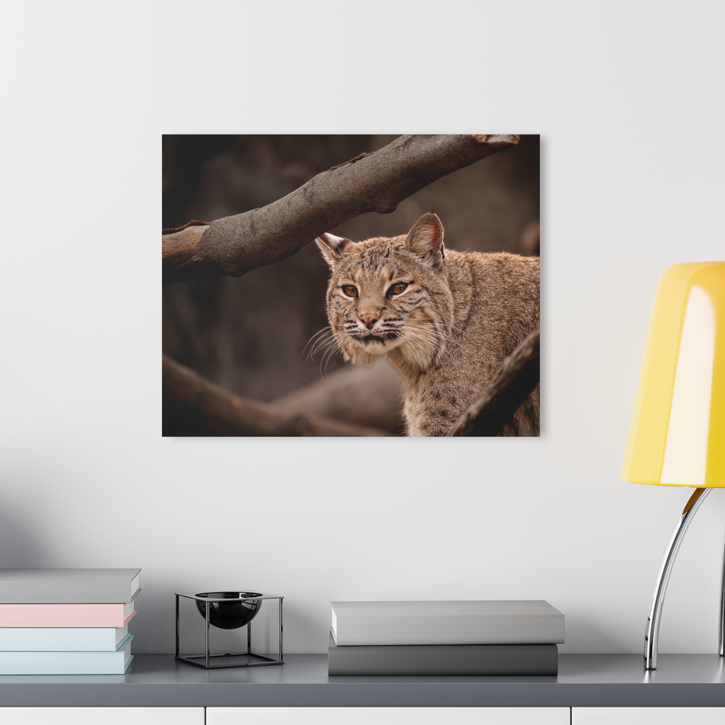 Acrylic Print Bobcat French Cleat Hanging