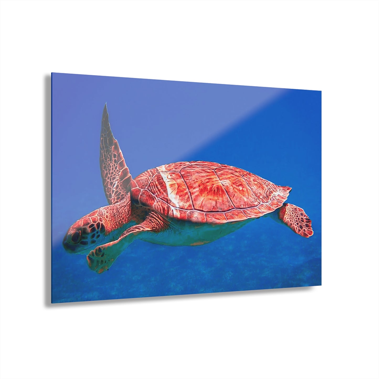 Acrylic Print Sea Turtle French Cleat Hanging Wall Decor