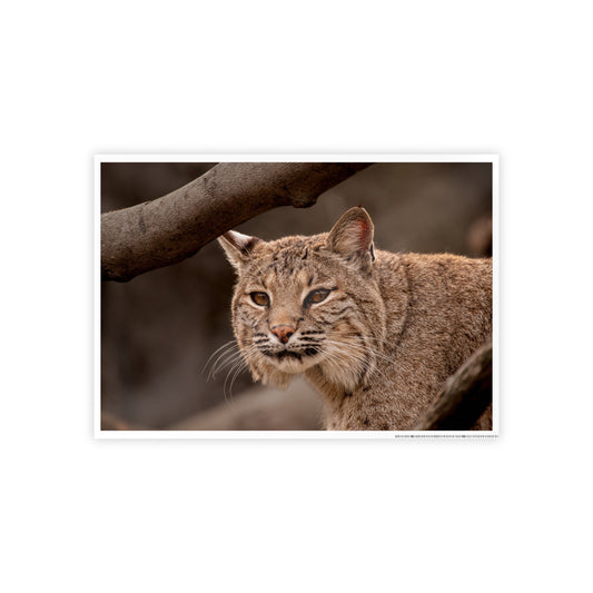 Wildlife Gloss Poster - Majestic Bobcat Wall Art