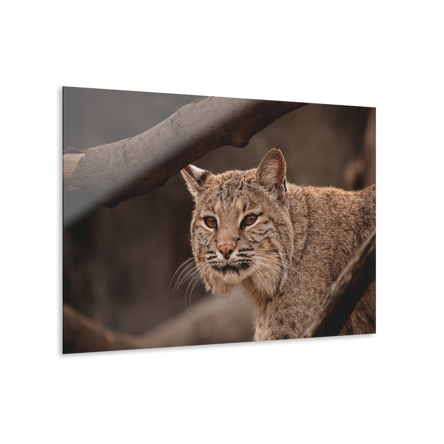 Acrylic Print Bobcat French Cleat Hanging