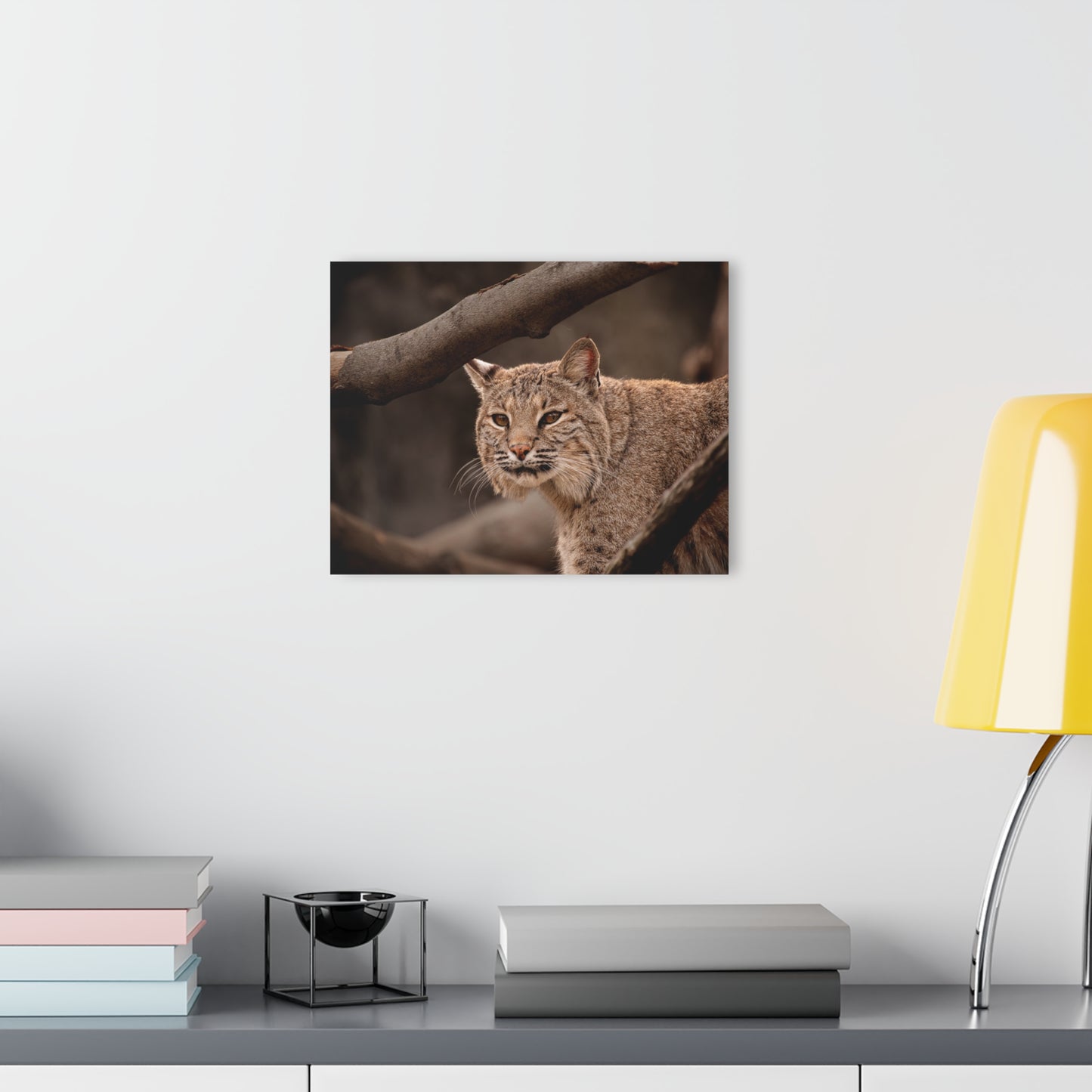 Acrylic Print Bobcat French Cleat Hanging