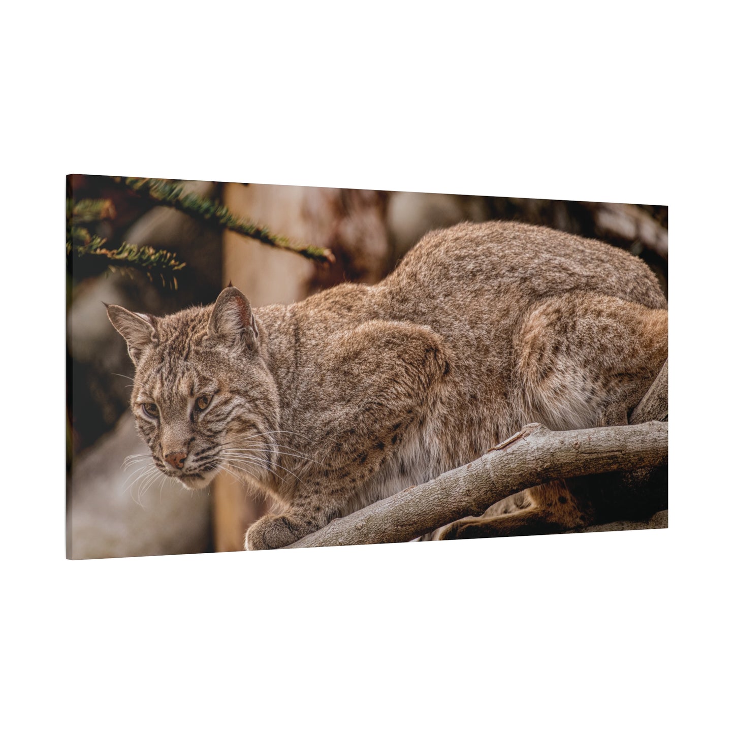 Wild Lynx Canvas Art - Stretched 1.25" Wall Decor