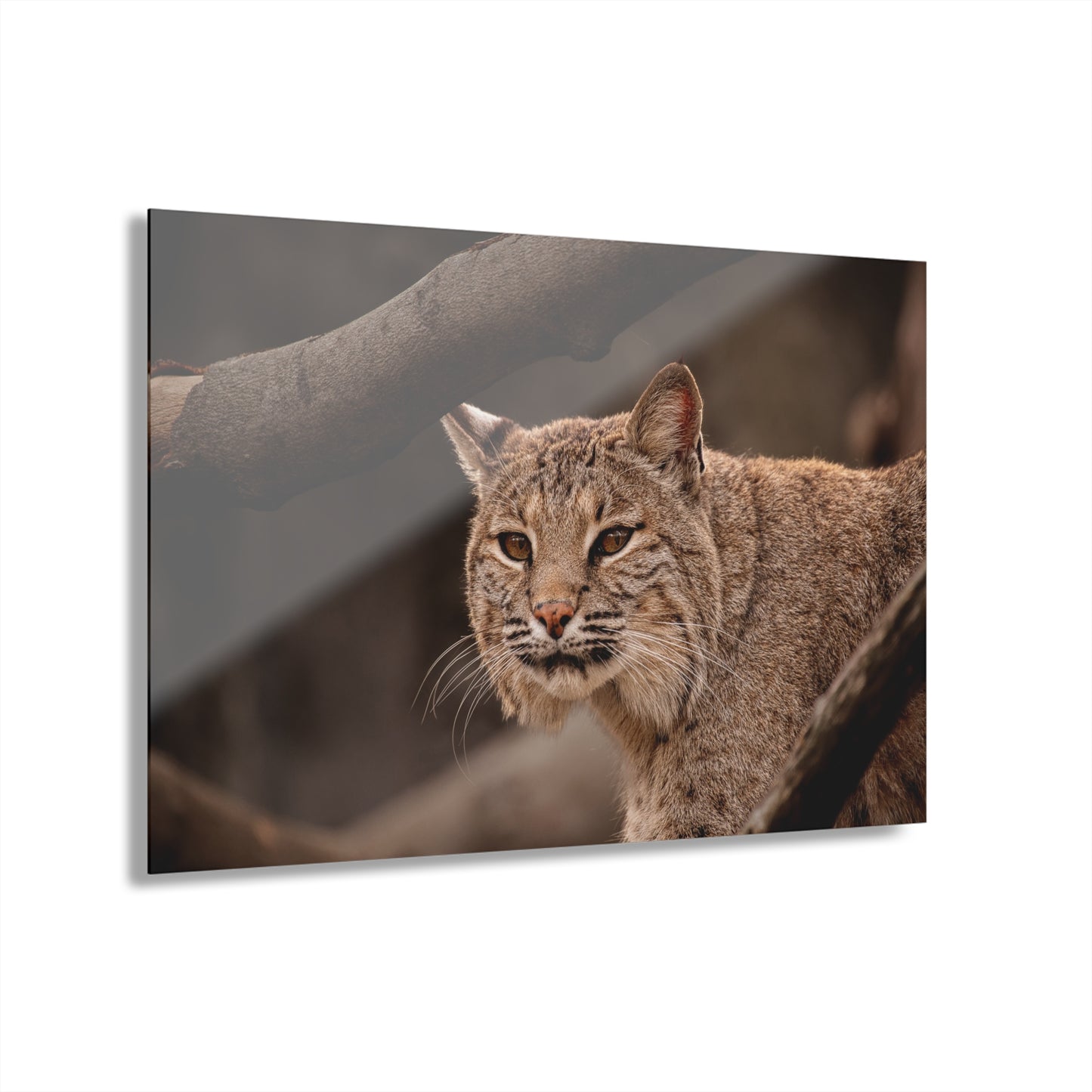 Acrylic Print Bobcat French Cleat Hanging