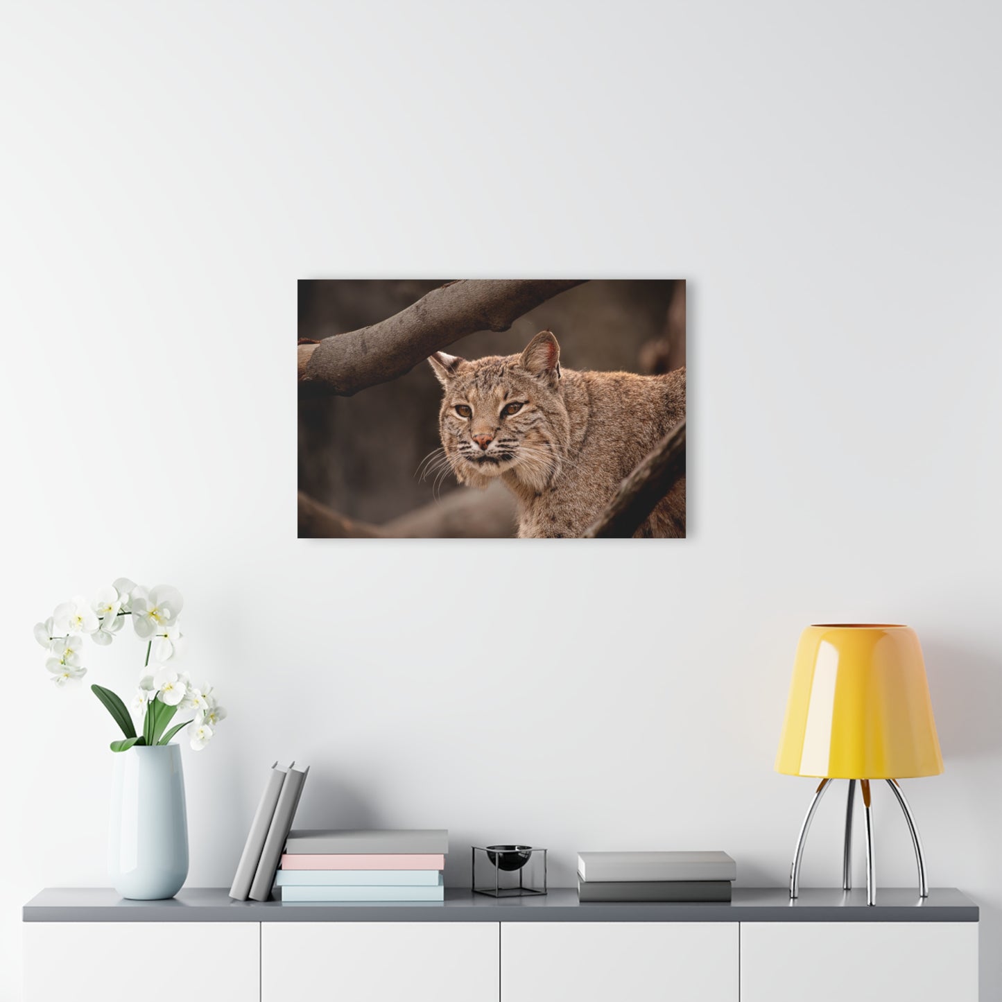 Acrylic Print Bobcat French Cleat Hanging