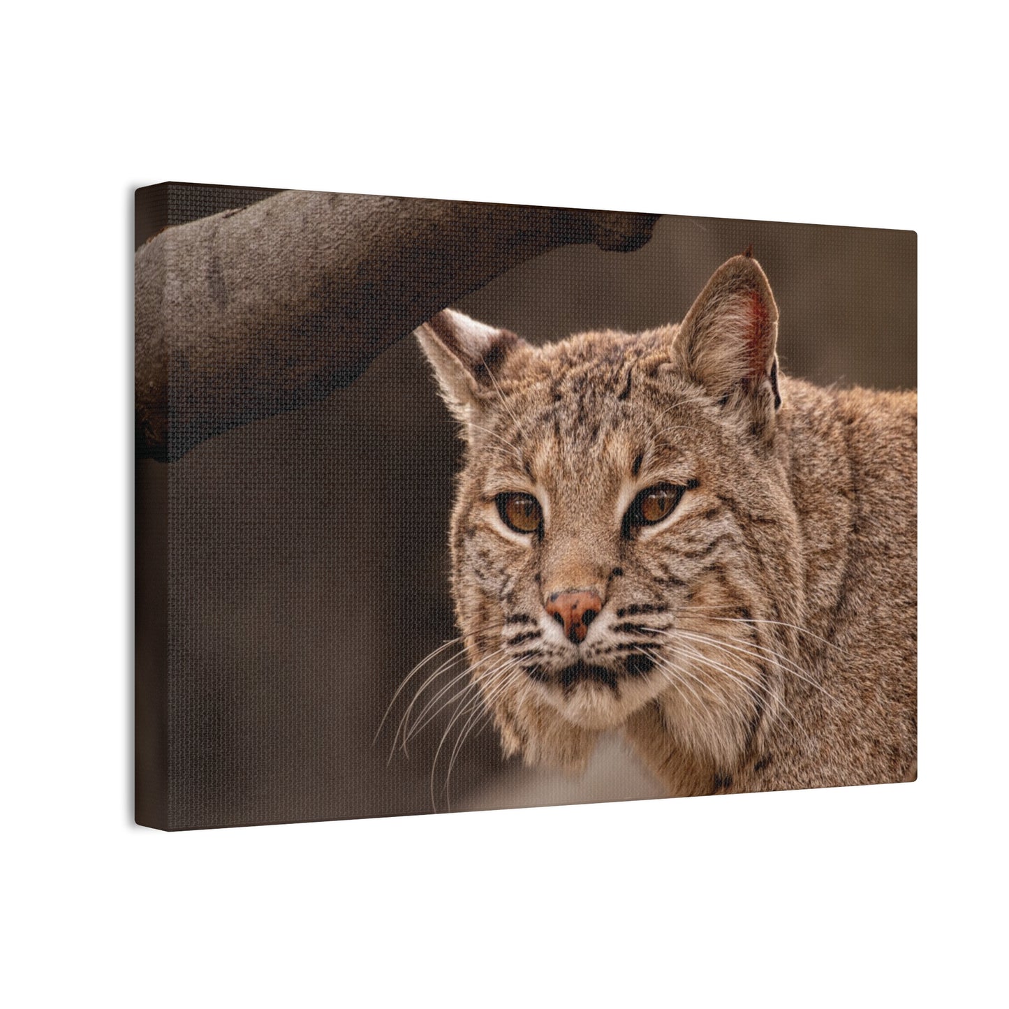 Canvas Art - Bobcat Lynx