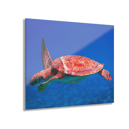 Acrylic Print Sea Turtle French Cleat Hanging Wall Decor