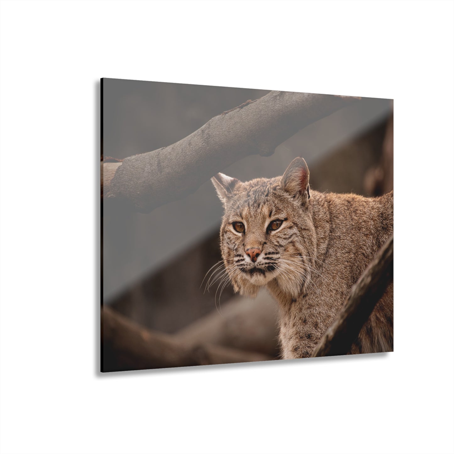 Acrylic Print Bobcat French Cleat Hanging