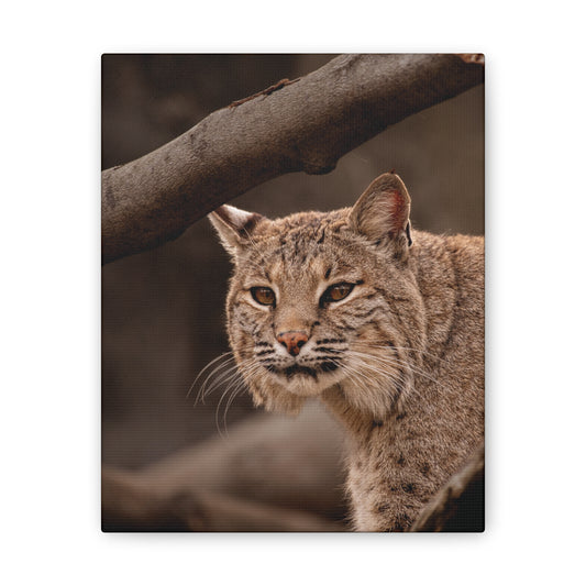 Canvas Art - Bobcat Lynx