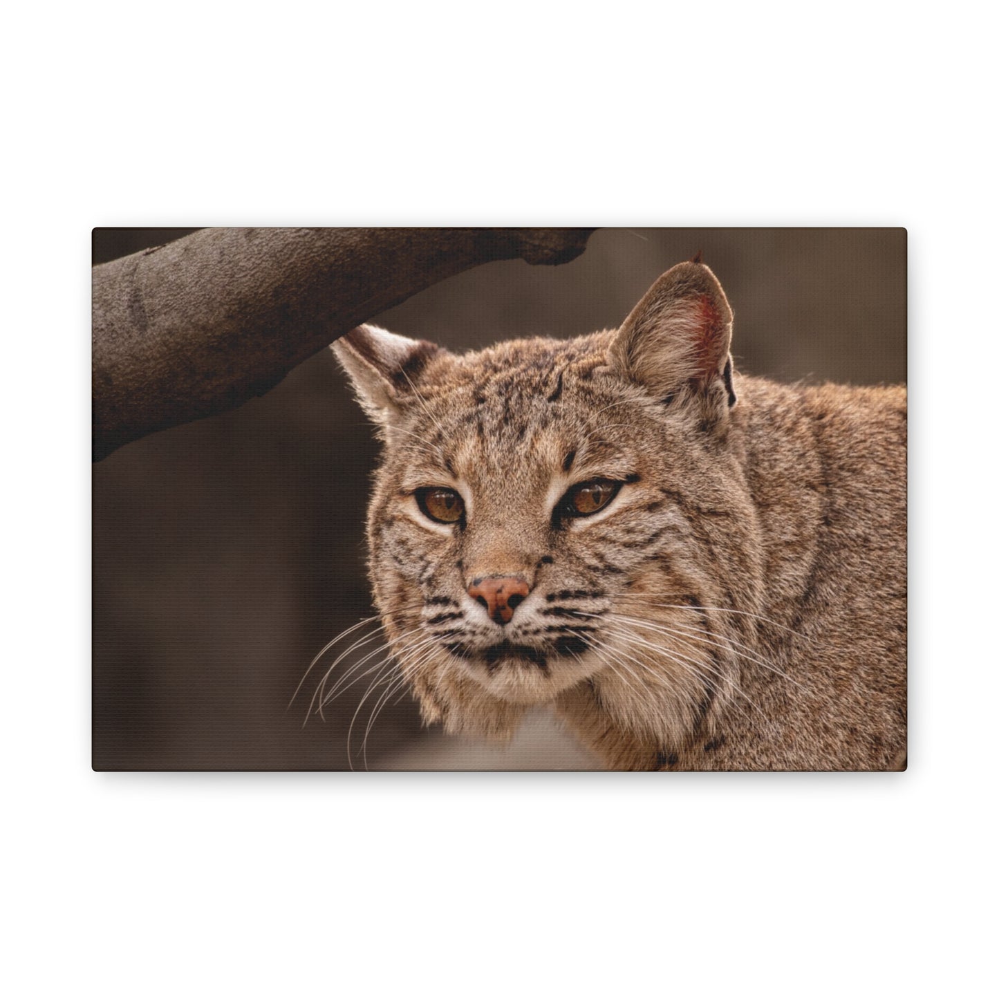 Canvas Art - Bobcat Lynx