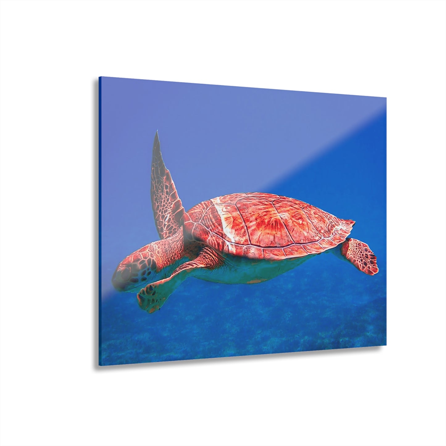 Acrylic Print Sea Turtle French Cleat Hanging Wall Decor