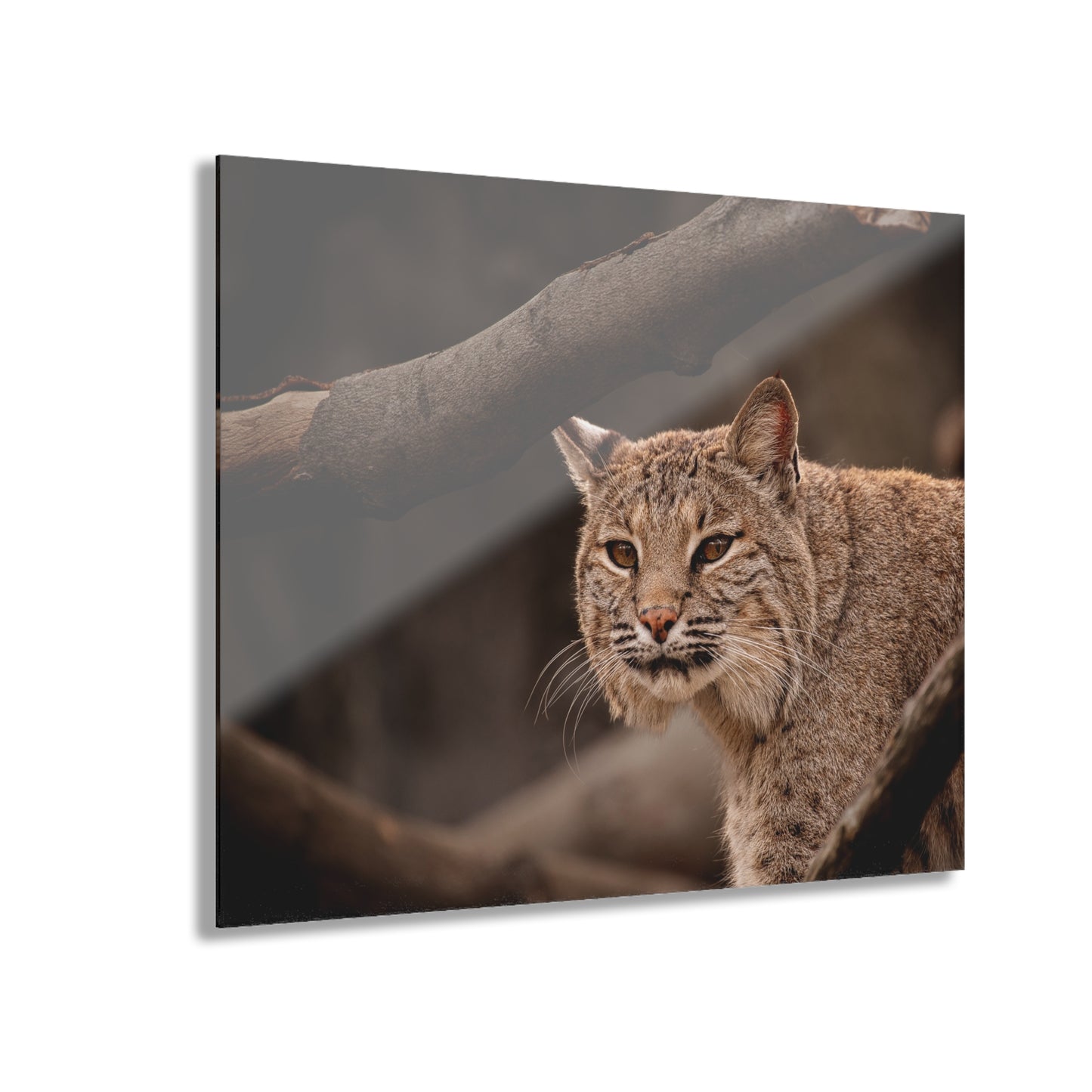 Acrylic Print Bobcat French Cleat Hanging