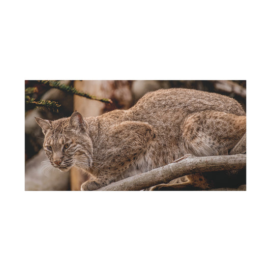 Wild Lynx Canvas Art - Stretched 1.25" Wall Decor